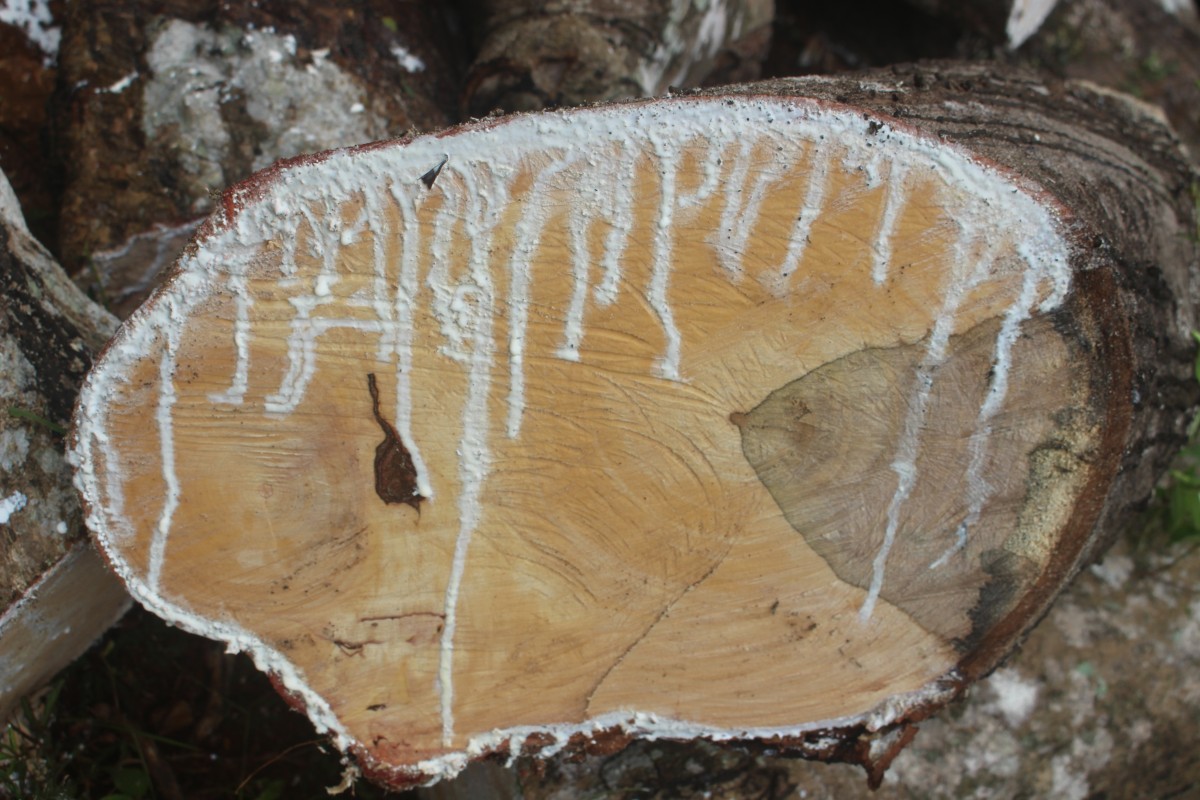 Hevea brasiliensis (Willd. ex A.Juss.) Müll.Arg.